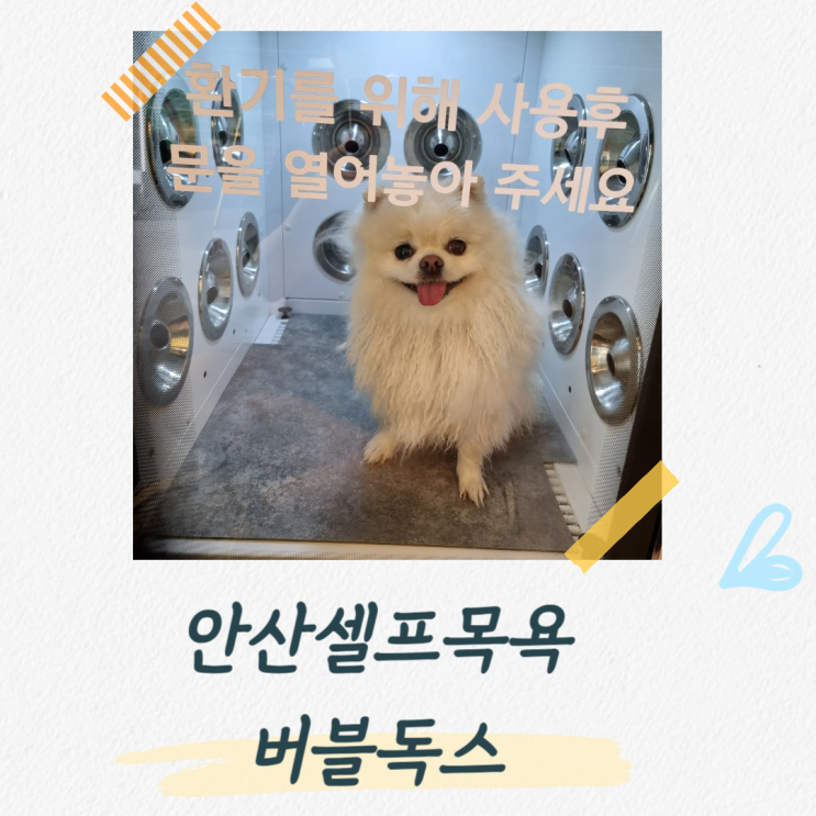  안산셀프목욕 편리하게 이용가능한 버블독스 안산초지점