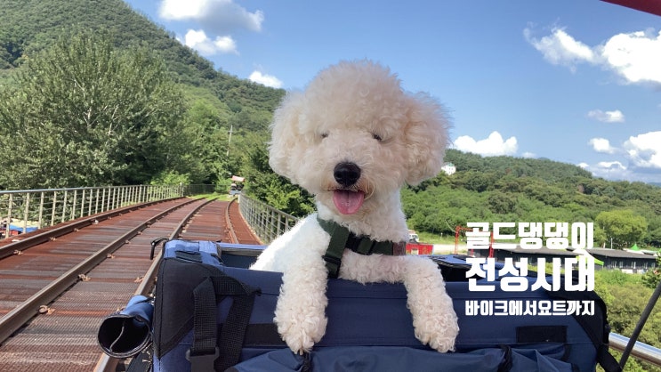  골드 댕댕이의 시대, 댕댕이 팔자 상팔자 이색 체험 댕플스테이부터 요트까지! 댕수욕장, 펫바이크, 페리상품