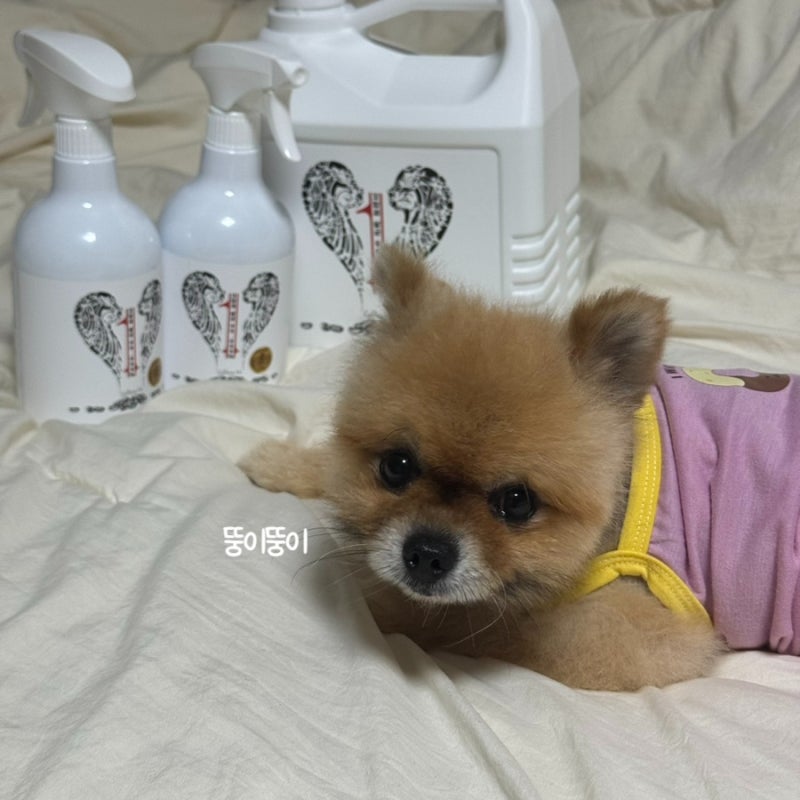 [살균제] 꼬망세 강아지탈취제 후기_오줌배변냄새제거