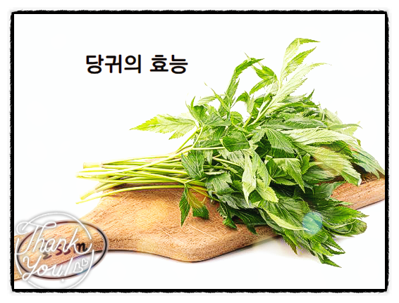  당귀차 효능 당귀 효능