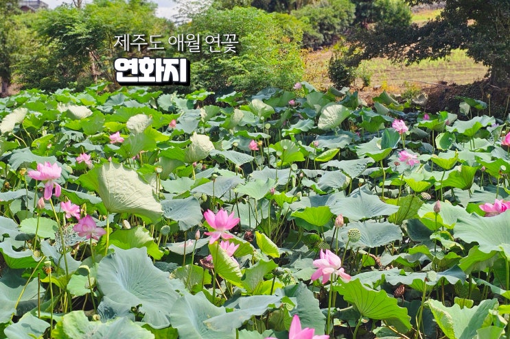  제주도 애월 연화지 산책 연꽃피는시기
