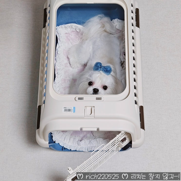  릿첼 더블도어 켄넬 강아지이동장 릿첼캠핑켄넬 M 말티즈 후기