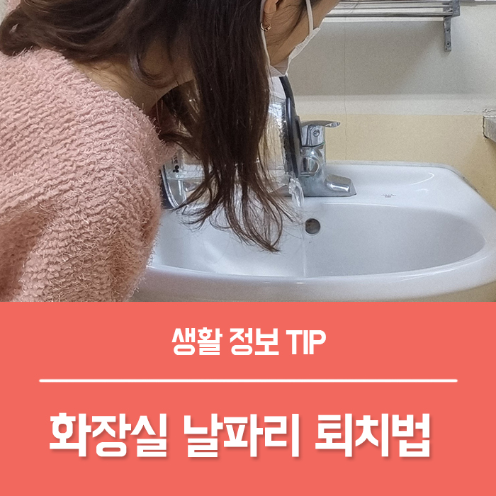  나방파리 없애는법, 아파트 화장실 날파리 욕실 하수구 날파리 퇴치법 총정리!