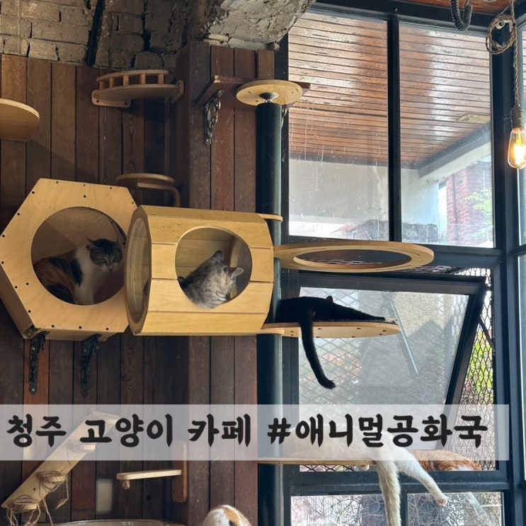  [청주] 운리단길 고양이 카페 #애니멀공화국