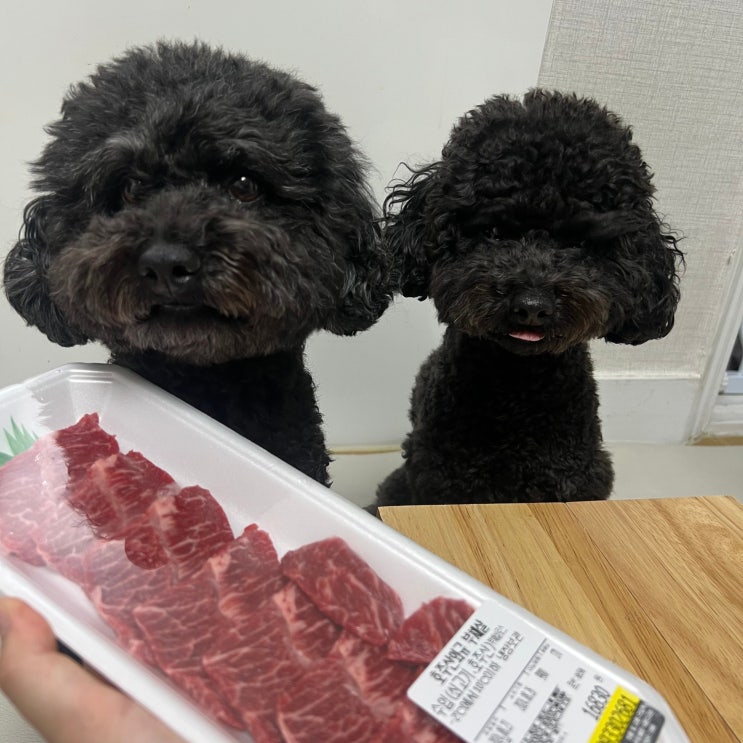  강아지 소고기 부위, 생고기 익힌 고기 장단점