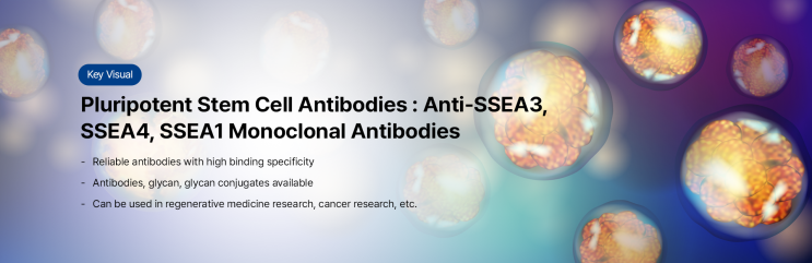  SSEAs (Stage-specific embryonic antigens: 단계특이 배아 항원)