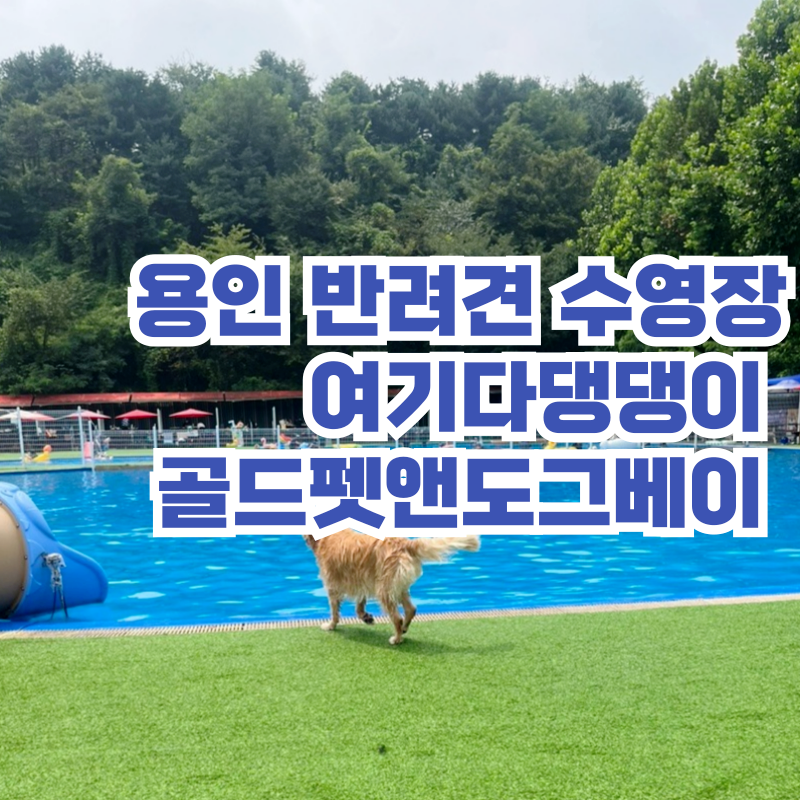 여기다댕댕이 골드펫&도그베이