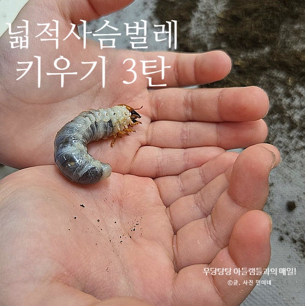 넓적사슴벌레 키우기 알에서 애벌레 기록 (수명/산란/암수구별/1령)