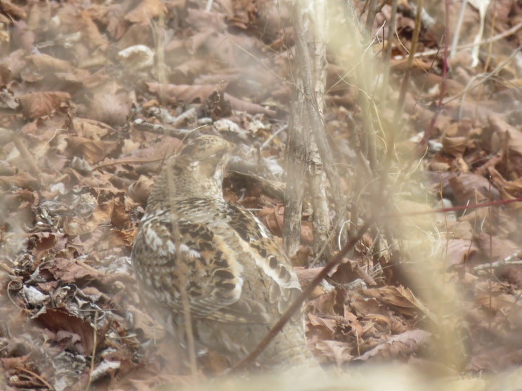  숲 속의 보물, 들꿩(Tetrastes bonasia)을 아시나요?