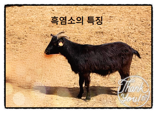  염소 효능 흑염소 효능
