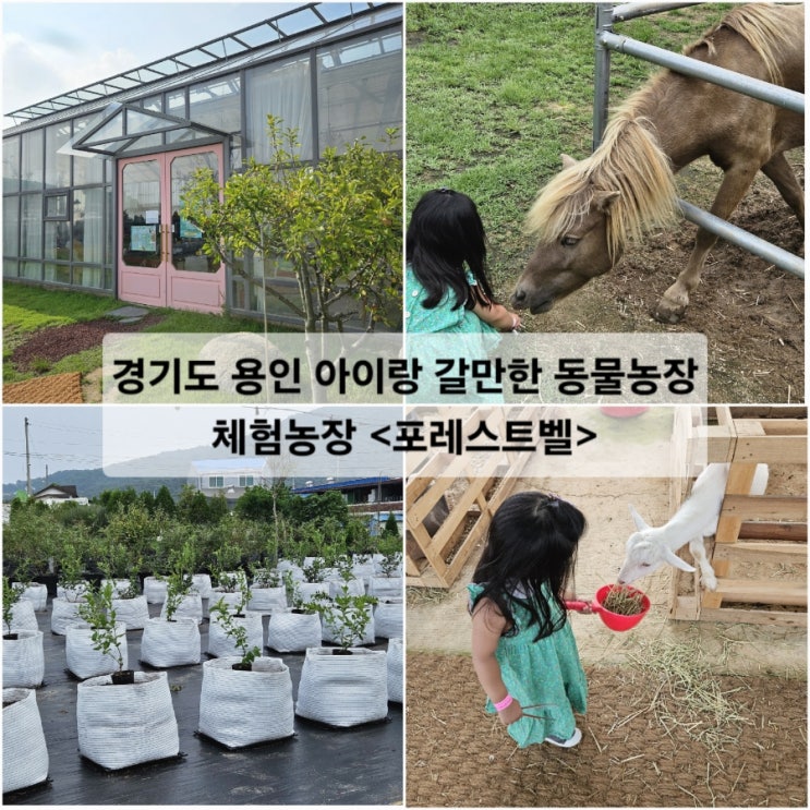  경기도 용인 아이랑 갈만한 동물농장 체험농장 포레스트벨