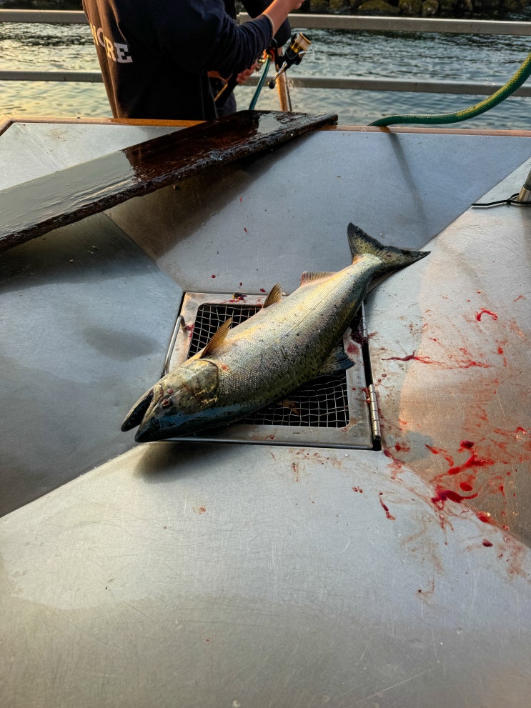  왕연어(King Salmon) 낚시 도전