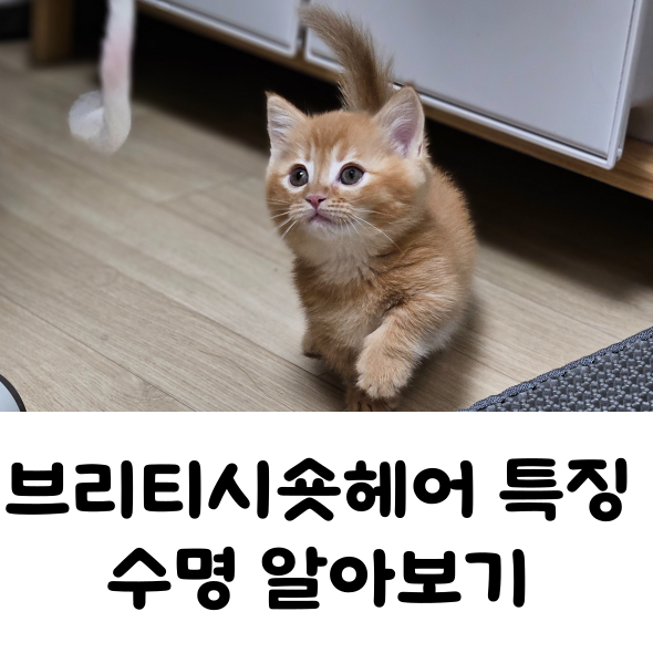 브리티쉬 숏헤어 특징 분양가 수명 알아보기