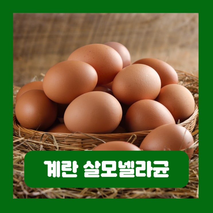  계란 살모넬라균 식중독 감염 증상 치료 가열 예방법 유통기한