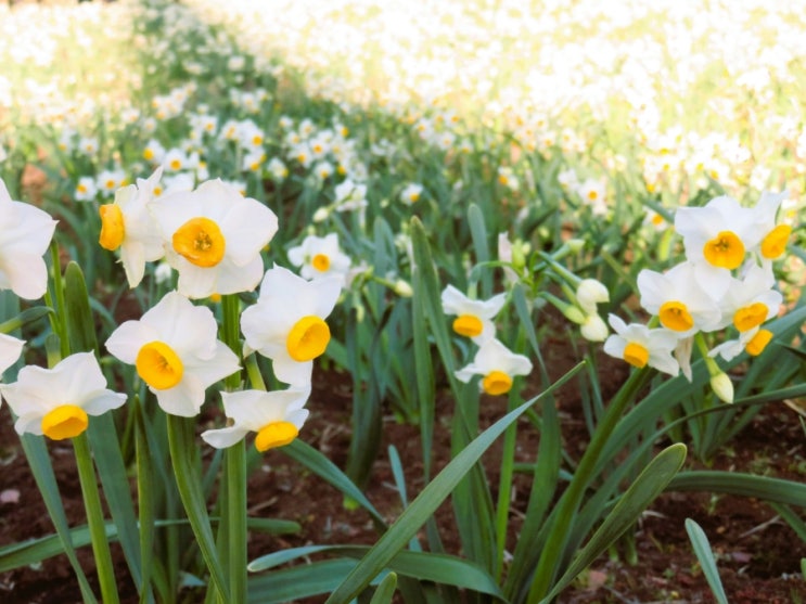  영시로 배우는 영어(3): "Daffodils" by William Wordsworth