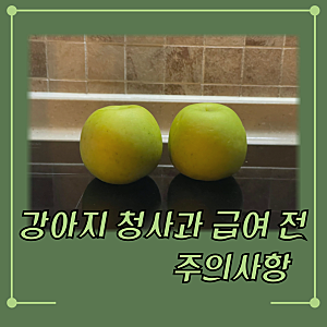 강아지 청사과 급여 전에 주의할 점 알아봐요.