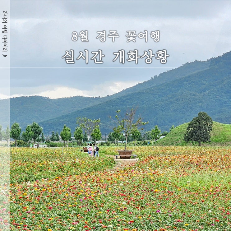  8월 경주여행코스 맥문동 해바라기 백일홍 배롱나무 실시간 정리