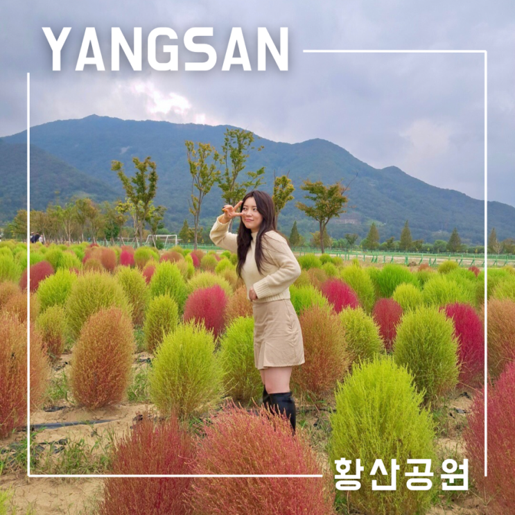  부산근교 가을여행지 양산 황산공원 주차장 꿀팁 댑싸리 코스모스 feat 카페 무이