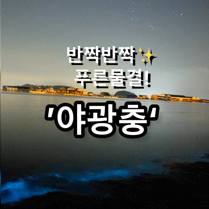  야광충 바다를 찾아 떠난 서해 태안의 밤ㅣ반짝이는 신기한 경험