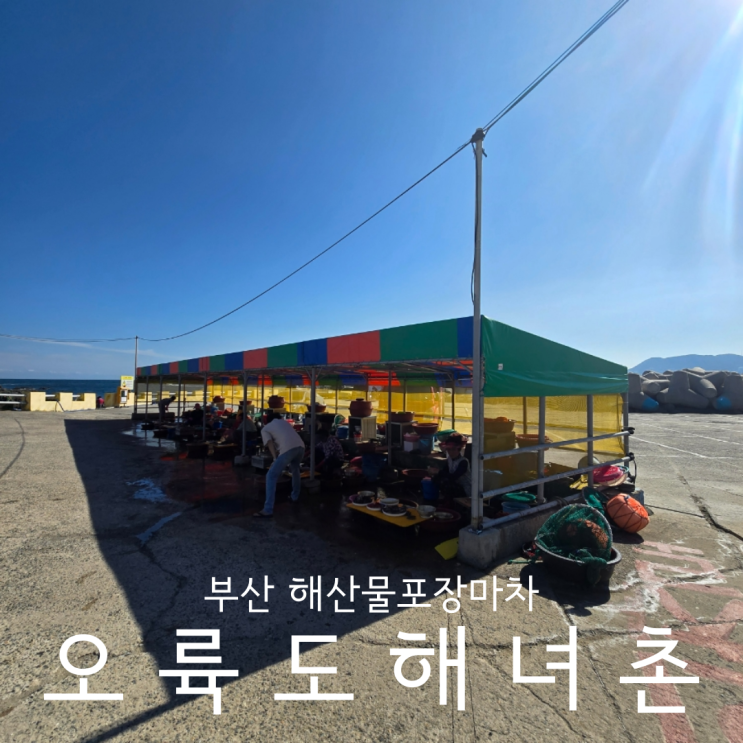  부산 오륙도스카이워크 바로 옆 해물 맛집 오륙도해녀촌 - 주차 애견동반 가능