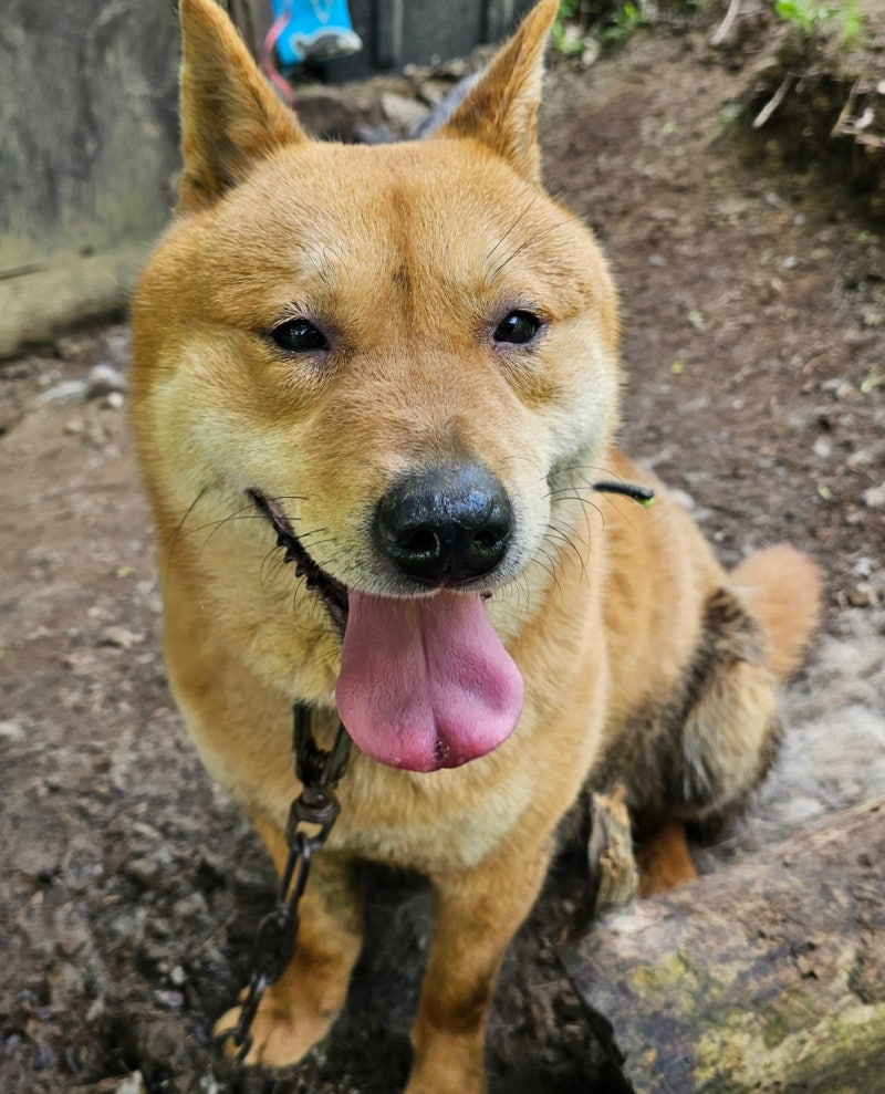 진돗개 종류 진돗개 입마개논란 개물림갈등 블랙탄진돗개 : 네이버 블로그, image size:800x989