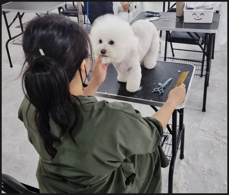  이바우펫은 어떤식으로 전문 애견미용사를 양성하고 있을까요?