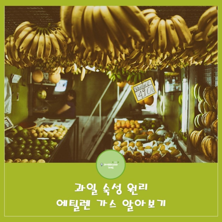  과일 숙성을 촉진하는 에틸렌 가스에 대해서 알아보기