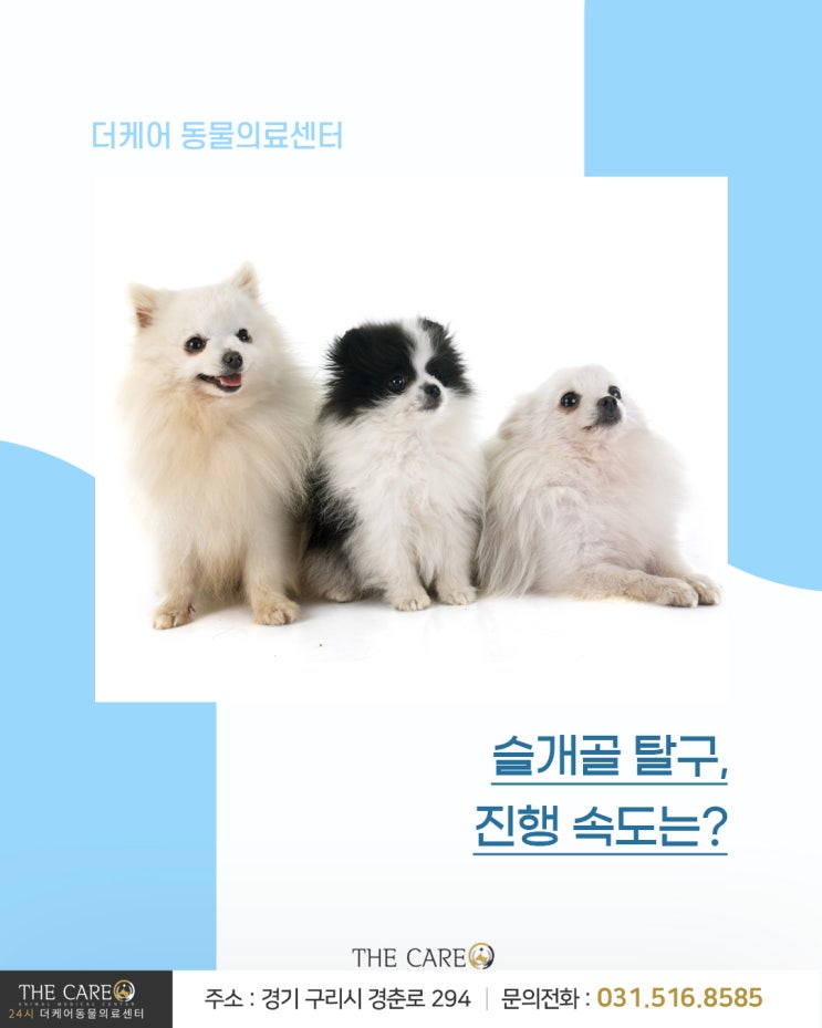  [24시더케어동물의료센터] 슬개골 탈구, 진행 속도는?