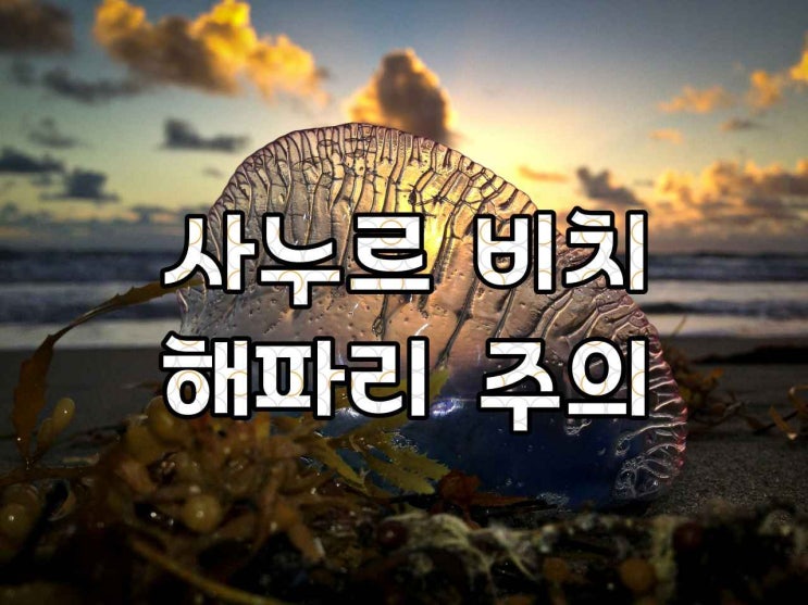  발리 사누르 비치 해파리 주의보 (Blue Bottle)