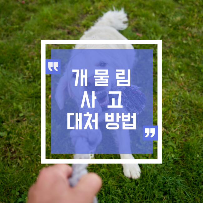  개 물림 사고 대처 방법