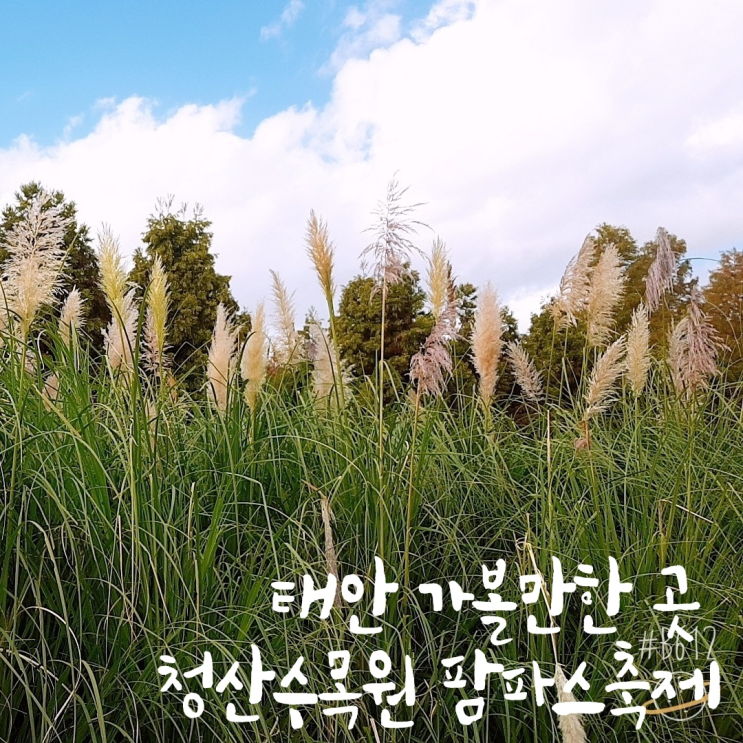  태안가볼만한 곳 가을여행지 추천 청산수목원 팜파스축제