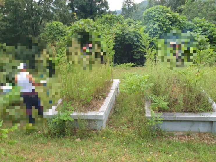  2024년 김천 남면 부상리 사각둘래석7기 고인돌장의사 벌초 #김천벌초 #선산벌초 #구미벌초 #황간벌초 #영동벌초 #성주벌초 #상주벌초 #벌초 #추석벌초 #손없는날 #윤달