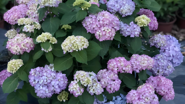 산수국 꽃말 종류 키우기 알아봐요