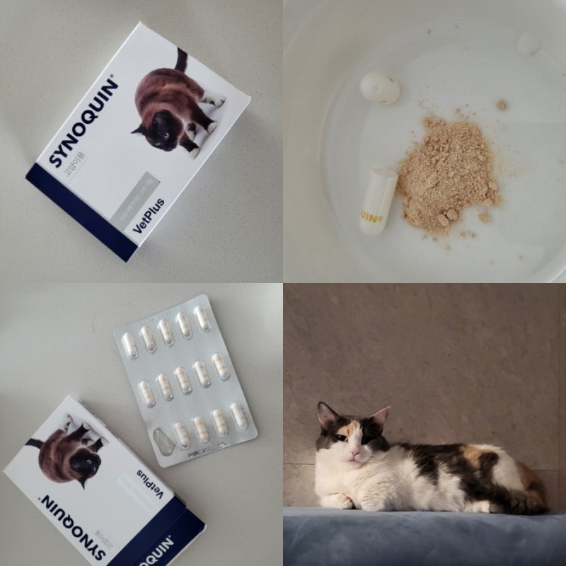 먼치킨 고양이 관절 영양제 사이노퀸캣 급여방법