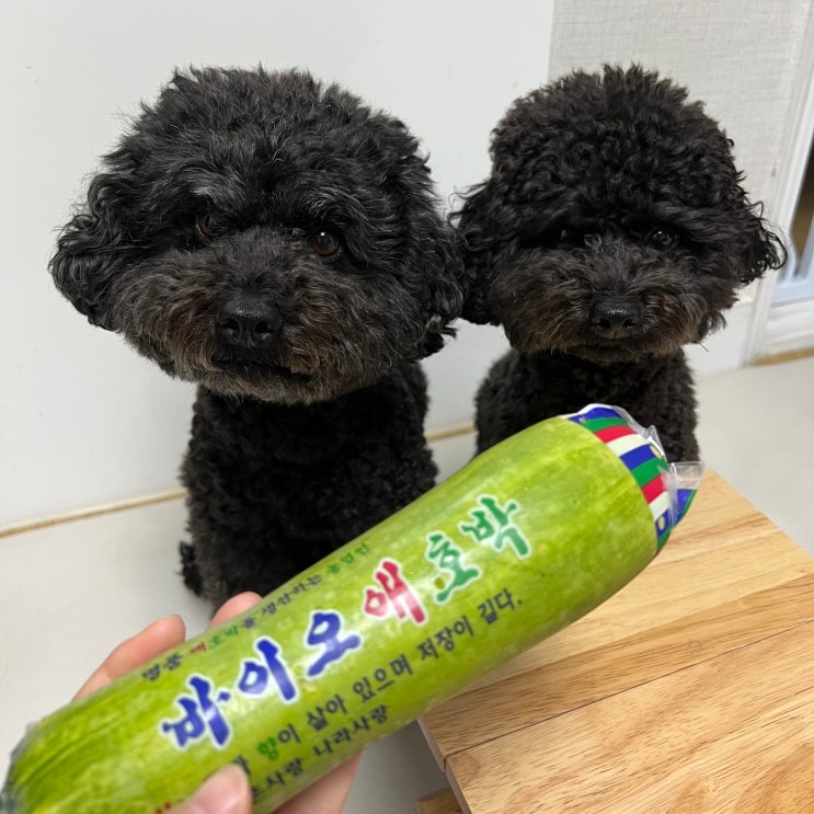  강아지 애호박 먹어도 되나요? 효능 주의할 점