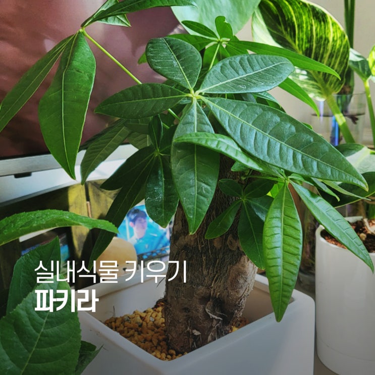  파키라 키우기 파키라에 대한 모든 것 행운을 부르는 돈나무