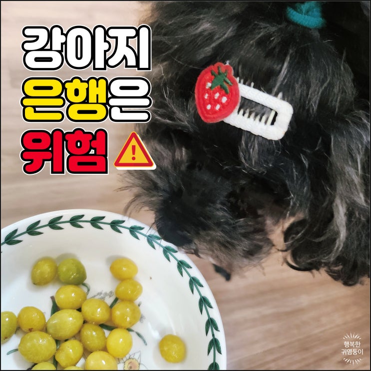  강아지 은행 먹었을경우 위험 대처방법 치료방법