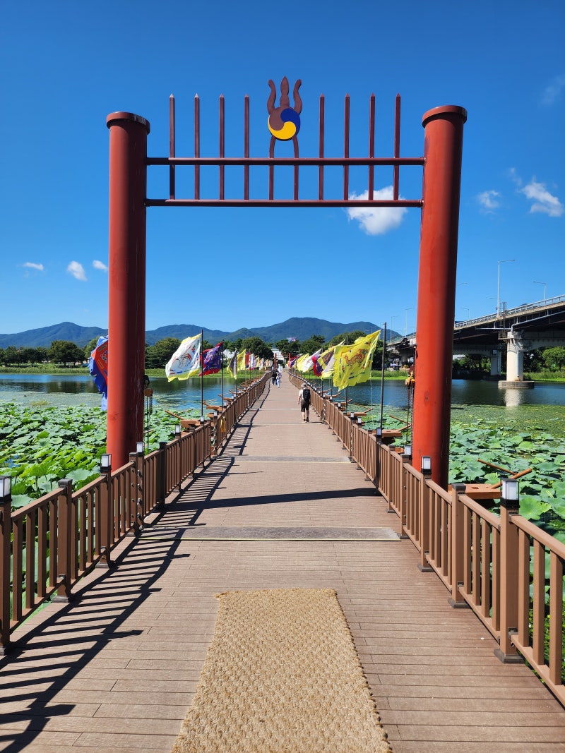 세미원에서 빅토리아수련 처음 만나다 : 네이버 블로그, image size:800x1067