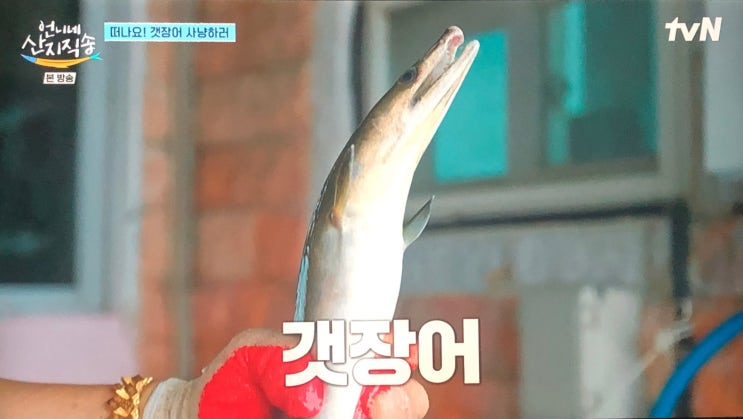 <b>언니네산지직송</b> 고성... 호박잎쌈 강된장 달걀말이 <b>갯장어</b>조업