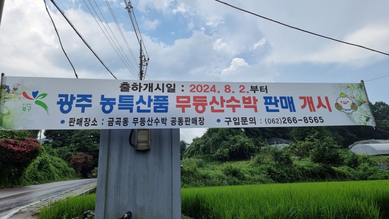 광주 명품 무등산 수박 '푸랭이'를 아시나요?