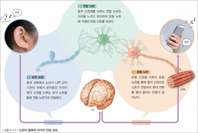 뉴런 뜻과 구조와 기능, 종류 쉽게 이해하기 : 네이버 블로그