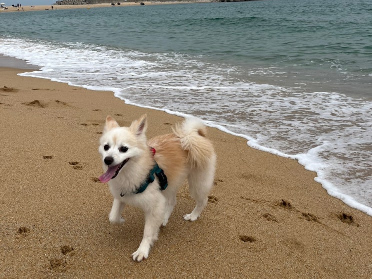  [강원도 애견 동반 여행] 강아지와 속초 1박 2일 여행