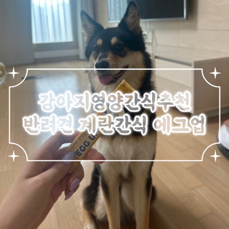  강아지 계란 영양간식 추천 기호성 좋은 간식 에그업