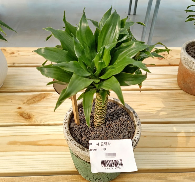  드라세나 콤팩타(Dracaena compacta)키우기 물관리방법 잎 변색 예방
