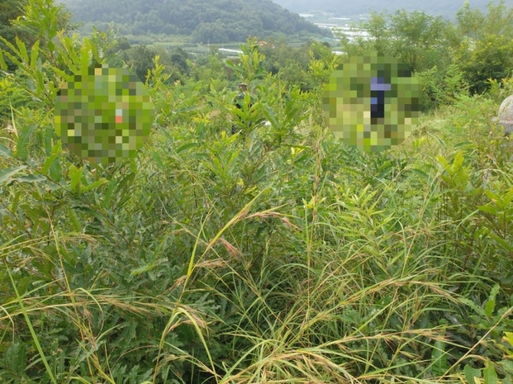  2024년 김천 남면 봉천리 벌초10구 고인돌장묘개발 #김천벌초 #선산벌초 #구미벌초 #황간벌초 #영동벌초 #성주벌초 #상주벌초 #추석벌초 #윤달 #손없는날 #이장