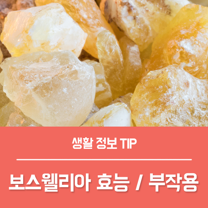  보스웰리아 효능 부작용 궁금하신가요?
