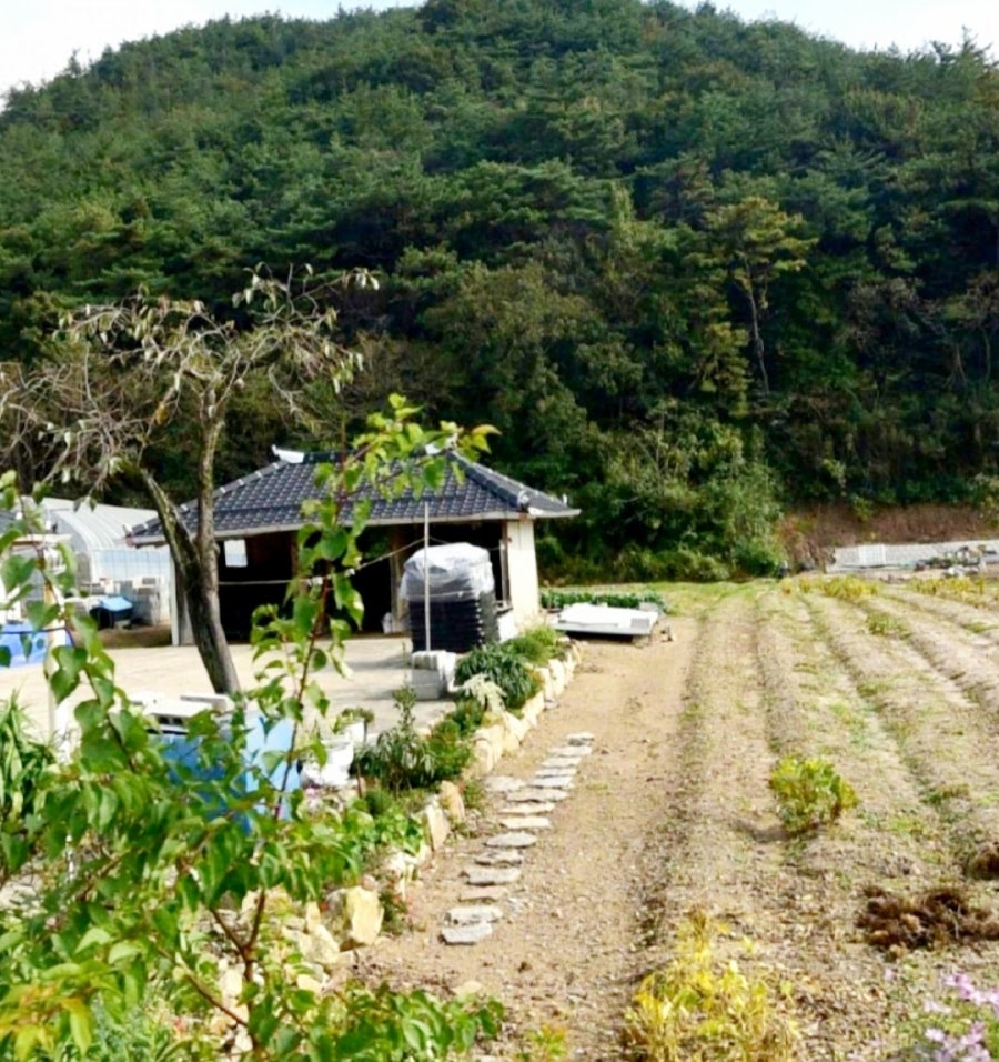 통골 사진 5