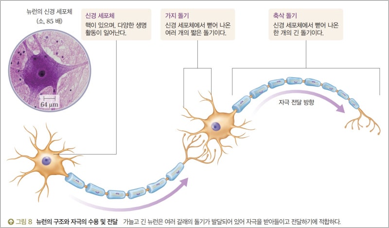 뉴런 뜻과 구조와 기능, 종류 쉽게 이해하기 : 네이버 블로그