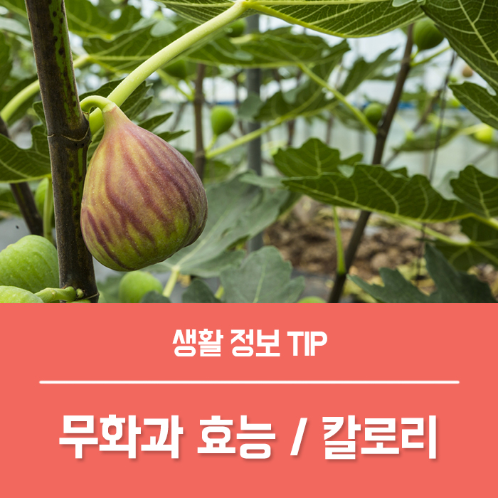  무화과의효능 부작용, 무화과 1개 칼로리 먹는법 총정리!