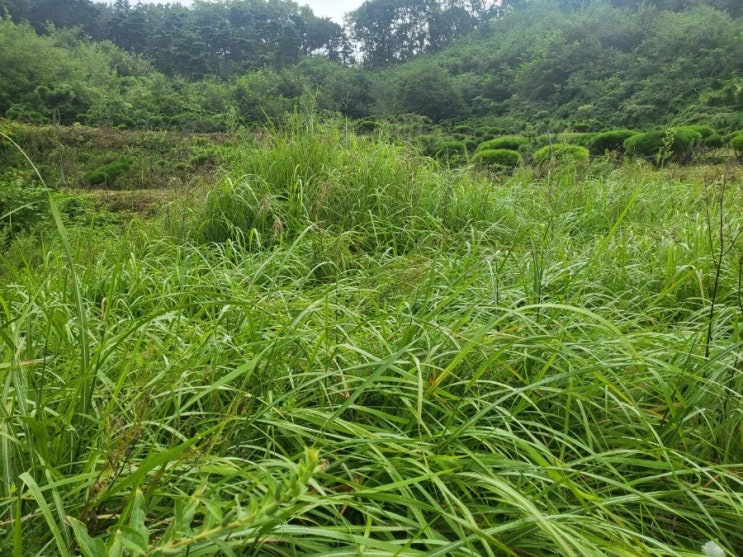  2024년 구미 아포읍 신촌리 벌초 고인돌장묘개발 #김천벌초 #선산벌초 #구미벌초 #황간벌초 #영동벌초 #성주벌초 #상주벌초 #벌초대행 #벌초 #추석벌초 #손없는날 #윤달 #벌초